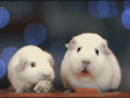 tumblr_ok9bzj8JoF1tlb56zo1_400.gif
